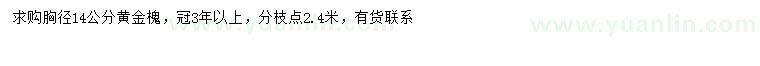 求购胸径14公分黄金槐