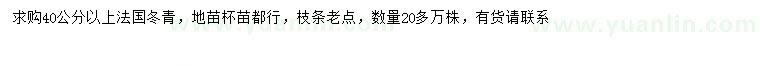 求购40公分以上法国冬青