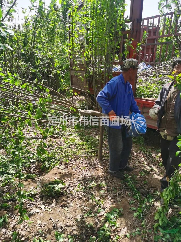 西府海棠 道路绿化工程用苗 园林造景苗木 耐旱抗寒