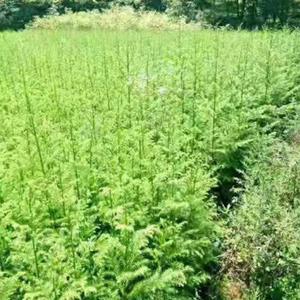 柳杉树苗批发基地 绿化长叶孔雀松小苗 园林观赏植物