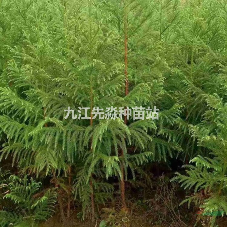 柳杉树苗批发基地 绿化长叶孔雀松小苗 园林观赏植物