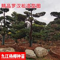 造型罗汉松 江西造型罗汉松价格 造型罗汉松图片展示效果图