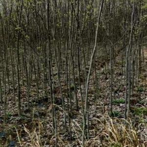这是今天自家基地实拍的朴树小苗  柴桑区新兴苗木种苗站朴树小..