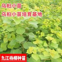 乌桕小苗批发价格 一年生乌桕 1-5公分乌桕苗大量