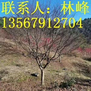 溪口红枫批发基地/溪口红枫种植基地