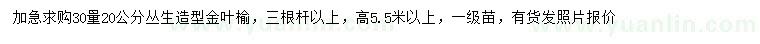 求购30量20公分丛生造型金叶榆