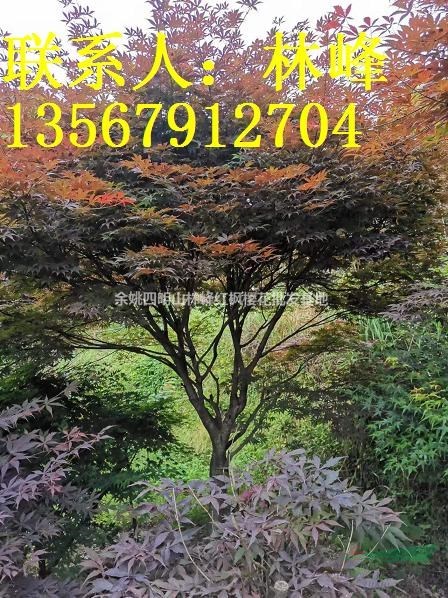 四明山紅楓/何來楓葉惹相思，苦盼秋霜那個癡