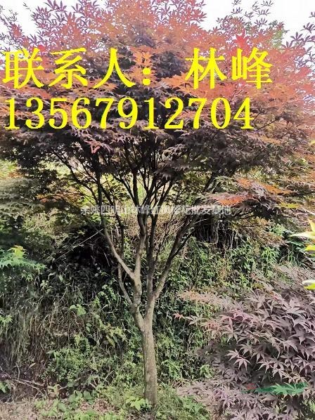 四明山紅楓/何來楓葉惹相思，苦盼秋霜那個癡