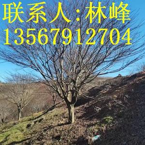 四明山红枫/我画蓝江水悠悠，爱晚亭上枫叶愁