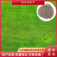 供应高羊茅种子 草坪种子 高羊茅草坪种子成活率高 种子批发价格优惠