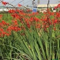 四川火星花 成都火星花批发/供应