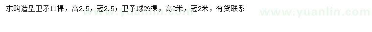 求购冠幅2米卫矛球、冠幅2.5米造型卫矛