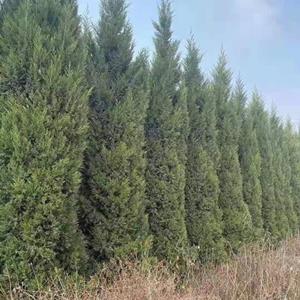 精品北京桧柏蜀桧圆柏高度6米7米8米桧柏蜀桧大量出售