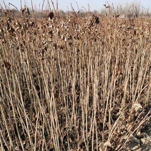 天目琼花苗圃直销  河北天目琼花 天目琼花批发报价 天目琼花产地