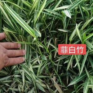 菲白竹 菲白竹价格  菲白竹基地