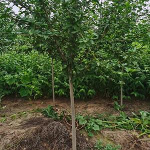 河北定州木槿基地  保定木槿批发 规格* 木槿产地报价
