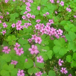 大量供应红花酢浆草 红花酢浆草基地