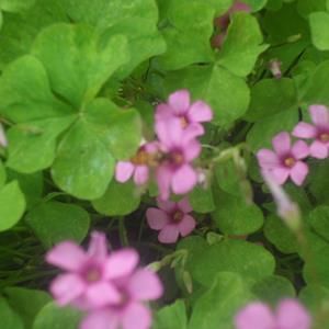 大量供应红花酢浆草 红花酢浆草基地  红花草