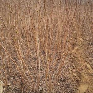 河北珍珠梅 丛生珍珠梅 大棵珍珠梅 珍珠梅价格