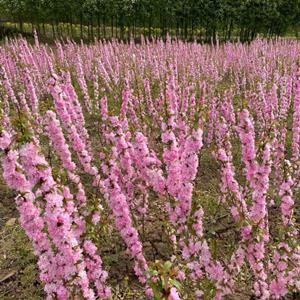 河北红花麦李 红花麦李价格 粉花麦李 麦李基地