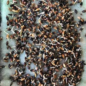 200公分左右高一年生抗性强苏丹草种子发芽率高