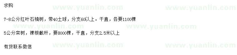 求购7-8公分红叶石楠、5公分栾树