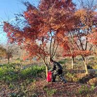 江苏红枫基地 江苏日本红枫批发基地 专业的红枫培育基地 日本