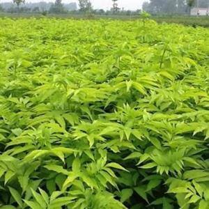金葉接骨木批发 河北金葉接骨木价格  河北金葉接骨木基地