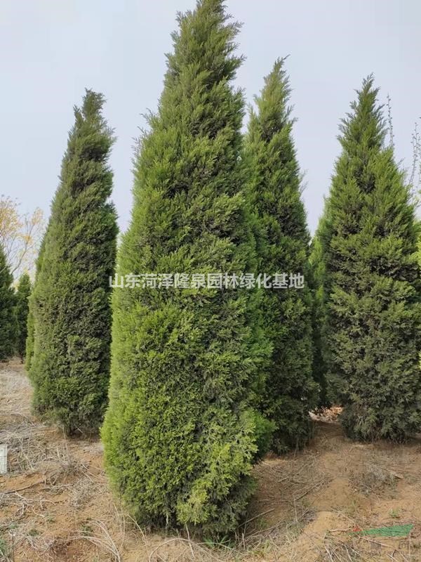 2024年北京桧柏蜀桧種植基地高度3米4米精品蜀桧北京桧柏價格多少