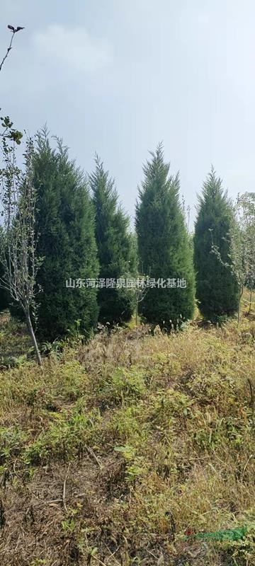 2024年北京桧柏蜀桧種植基地高度3米4米精品蜀桧北京桧柏價格多少