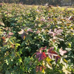 江西枫香苗价格 枫香小苗基地 规格* 一年生枫香小苗