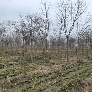 大量10-20朴树出售