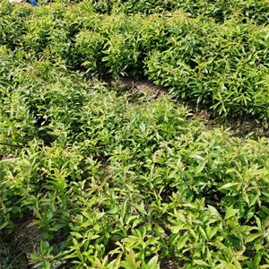 木荷苗圃价格 木荷小苗基地 木荷小苗基地供应