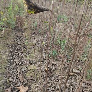 当年白玉兰小苗 苗圃现挖现卖 白玉兰苗春节种植旺季