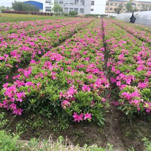 苗圃出售毛鹃 春鹃花坛花镜种植观赏花卉园林景区绿化造景苗