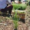 苗圃出售拂子茅 多年生草本植物园林地被固土护坡观赏草