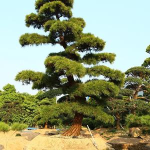 造型黑松基地 销售大小规格造型黑松 价格图片