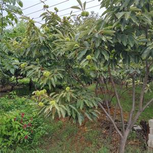 苗圃出售板栗道路小区种植观赏园林果园栽培观果苗木