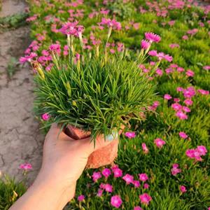 欧石竹基地直销，开花草坪欧石竹，四季常青，花期300天，耐干旱，耐低温，欧石竹价格