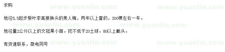 求购地径5.5公分以上美人梅、地径2公分以上文冠果小苗