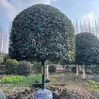 四川高杆桂花基地 成都高杆桂花价格哪里好/哪家便宜