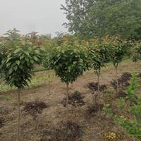 江苏3--10公分樱花 扬州樱花批发 江都樱花基地