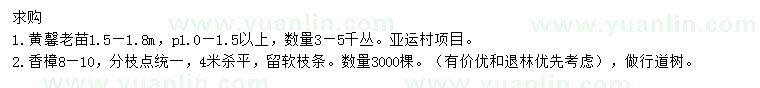 求购1.5-1.8米黄馨、8-10公分香樟