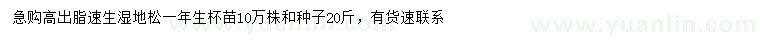 求购一年生速生湿地松、湿地松种子