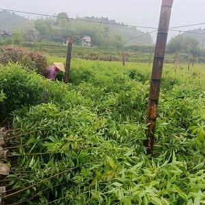 木荷小苗产地 常绿乔木木荷 江西木荷造林小苗