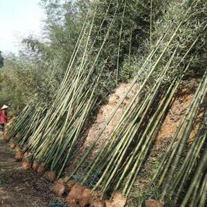 成都雷竹基地，雷竹批发出售，雷竹大量供应