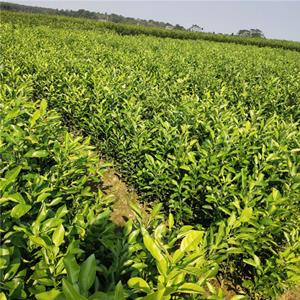 九江香橼树种植苗 绿化香橼小苗 香橼树树形优美