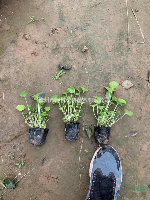 优质二月兰基地直销  二月兰种植基地