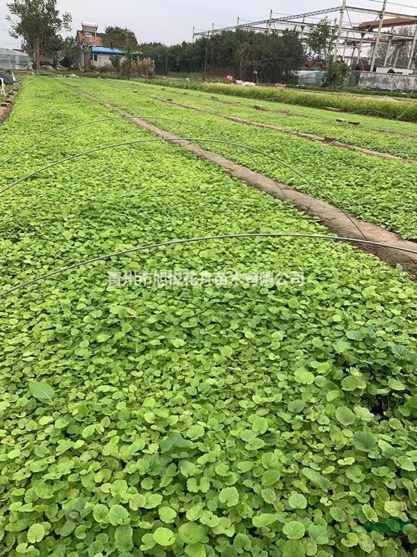优质二月兰基地直销  二月兰种植基地