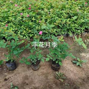 优质丰花月季种植基地  丰花月季基地直销  丰花月季价格